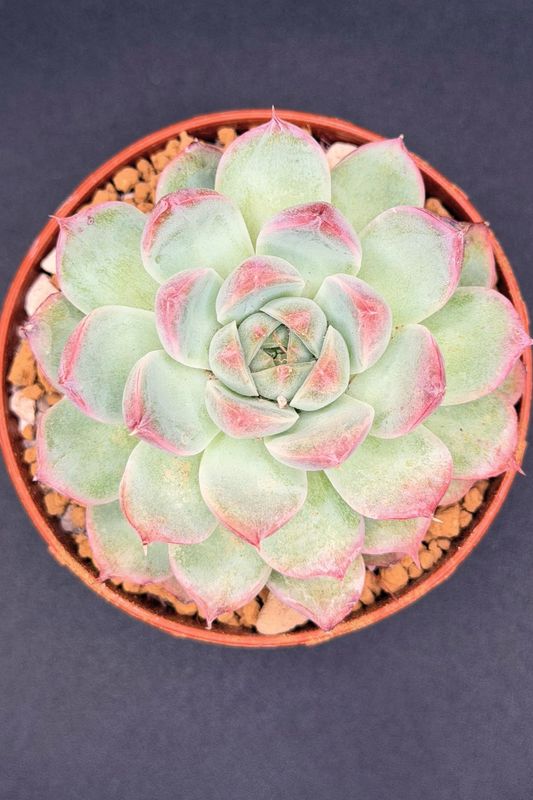 Echeveria Shuibingyue