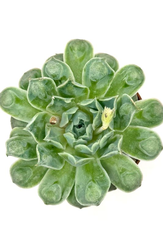 Echeveria Gilo With Bumps