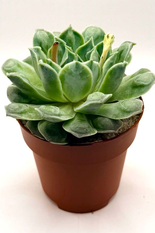 Echeveria Gilo With Bumps