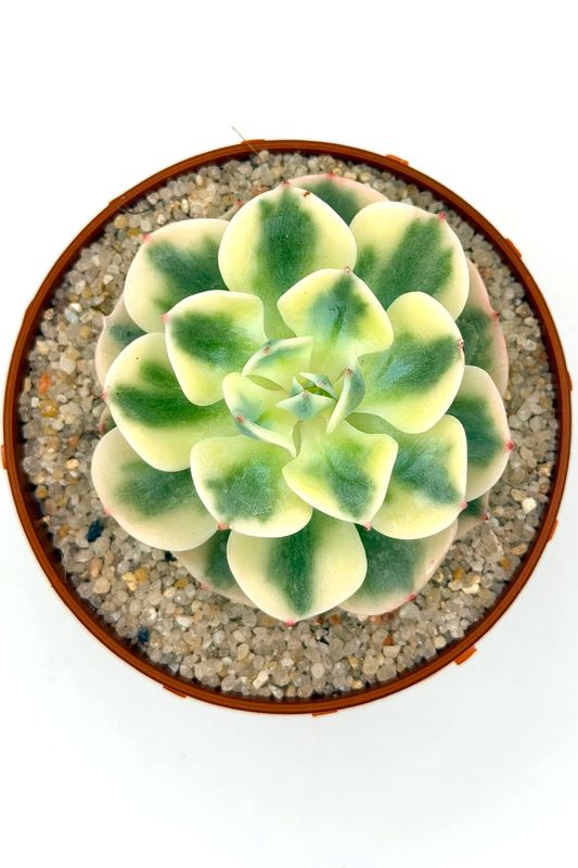 Echeveria Lenore Dean Variegada