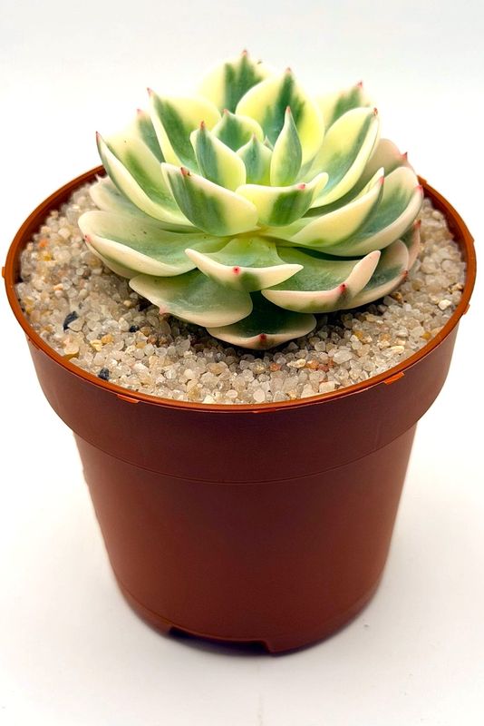 Echeveria Lenore Dean Variegada