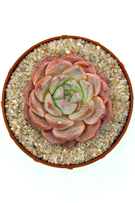 Echeveria G3-06