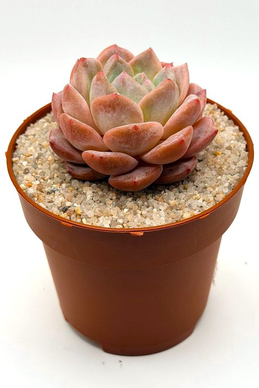 Echeveria G3-06
