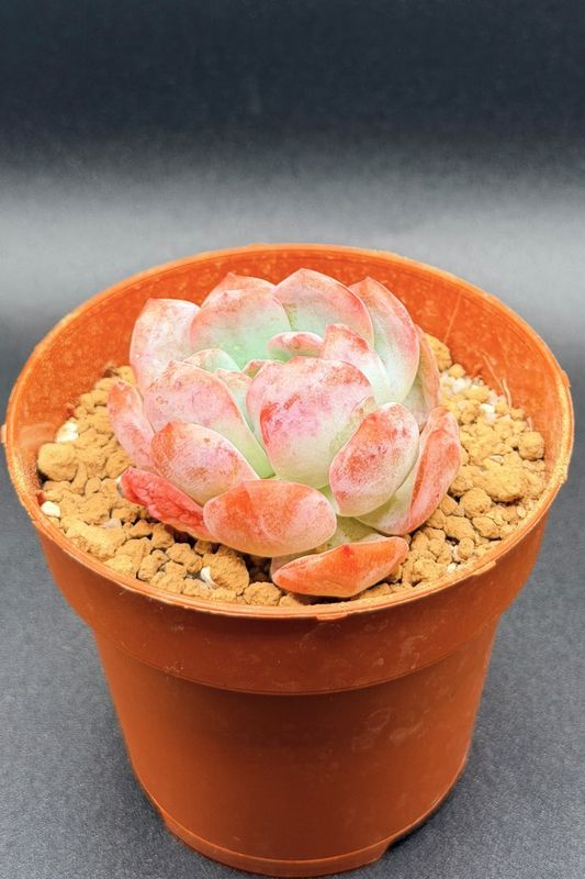 Echeveria Ice Soul II