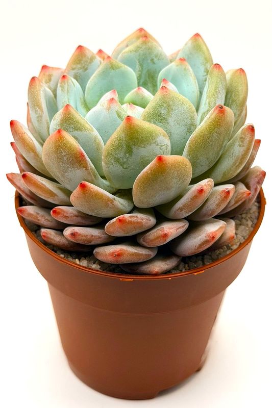 Echeveria Star Orange