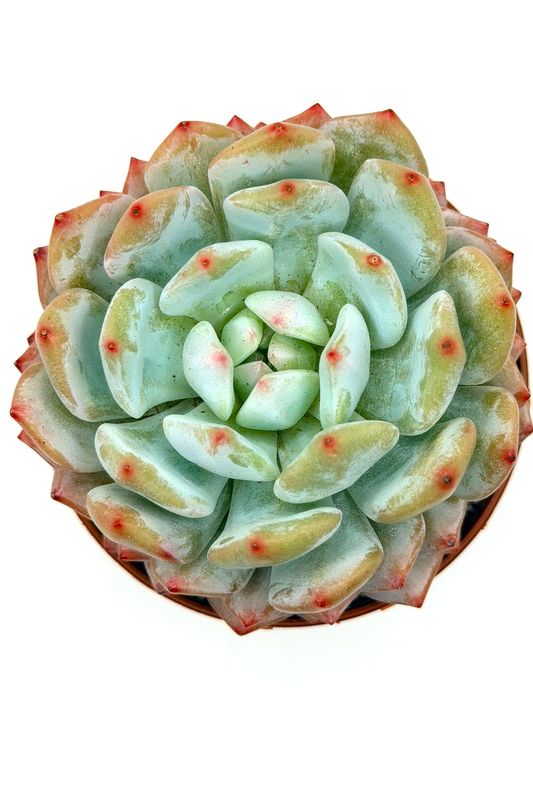 Echeveria Star Orange