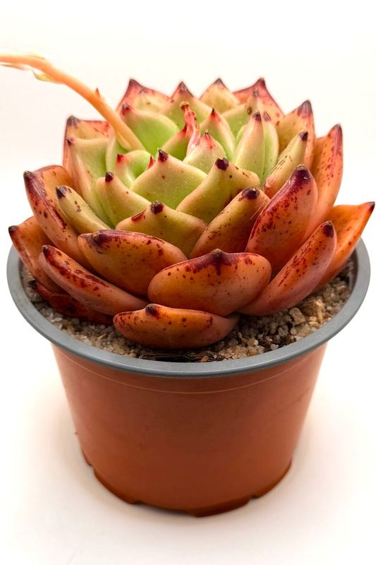 Echeveria Halloween Clustering