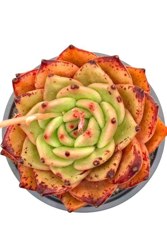 Echeveria Halloween Clustering