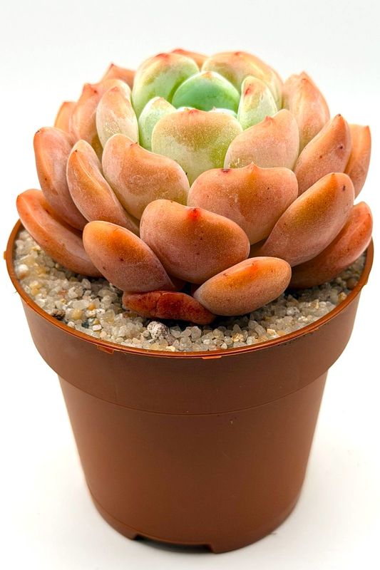 Echeveria All Star