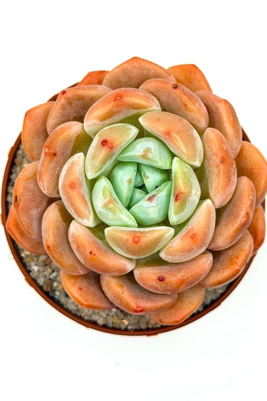 Echeveria All Star