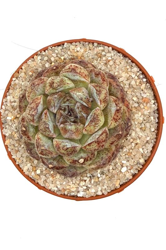 Echeveria Black Sand Beach