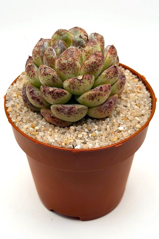 Echeveria Black Sand Beach