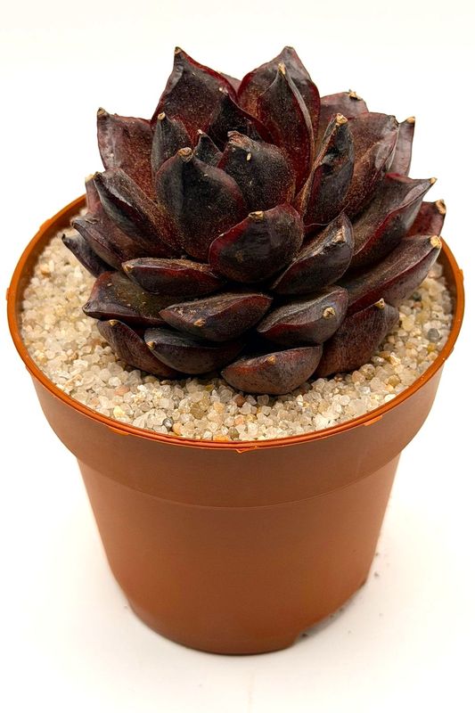 Echeveria Black Crystal sp