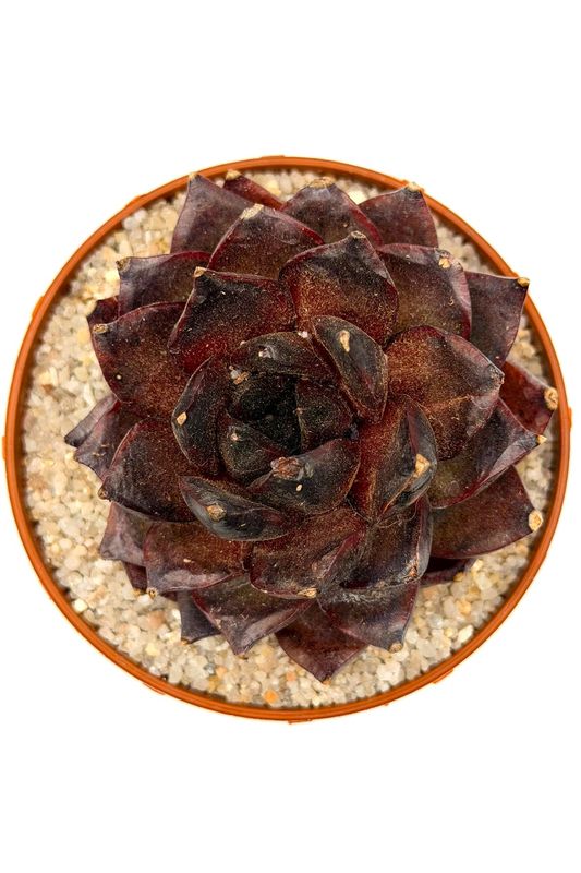 Echeveria Black Crystal sp