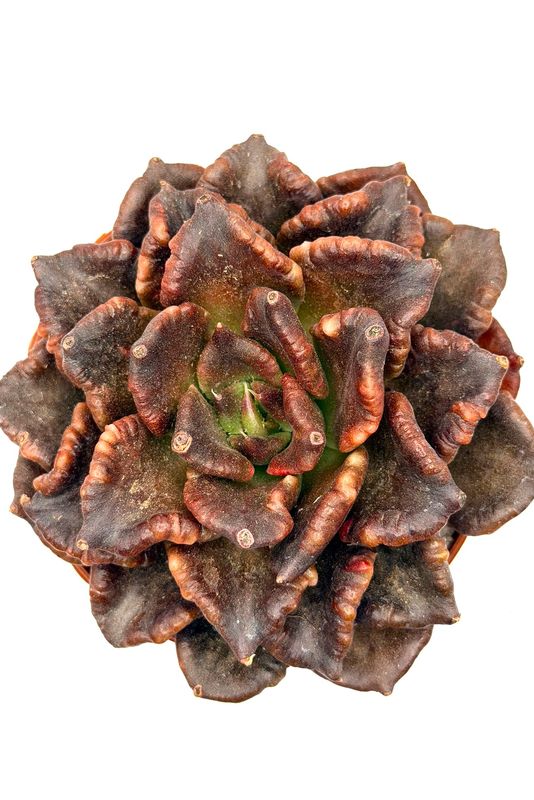 Echeveria Black Madiba