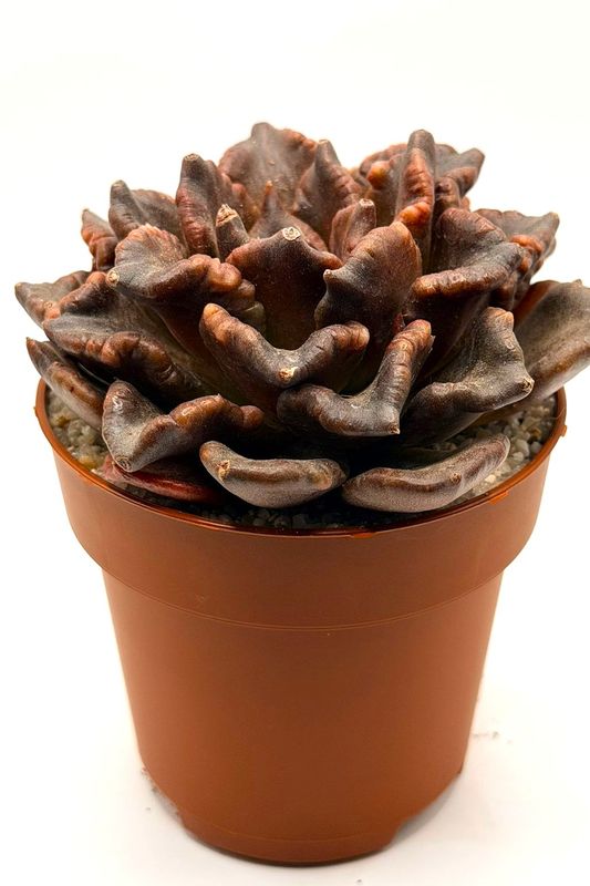 Echeveria Black Madiba