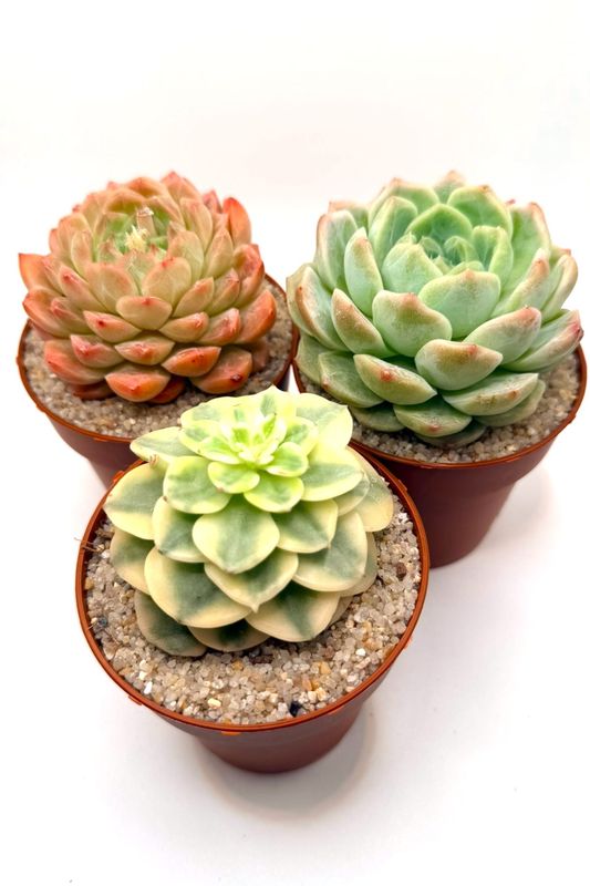Pack Echeverias nº03