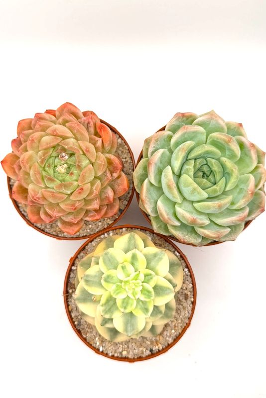 Pack Echeverias nº03