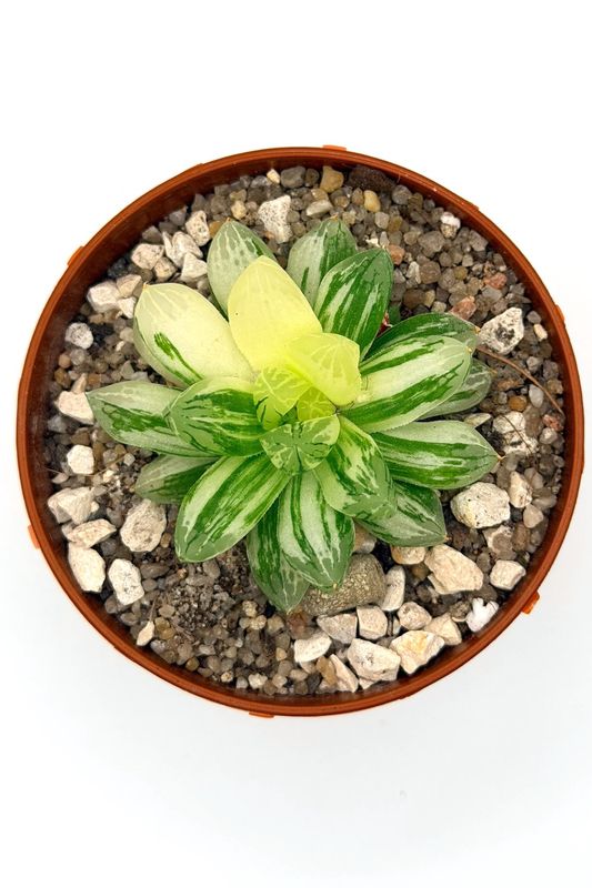 Haworthia Obtusa Variegated