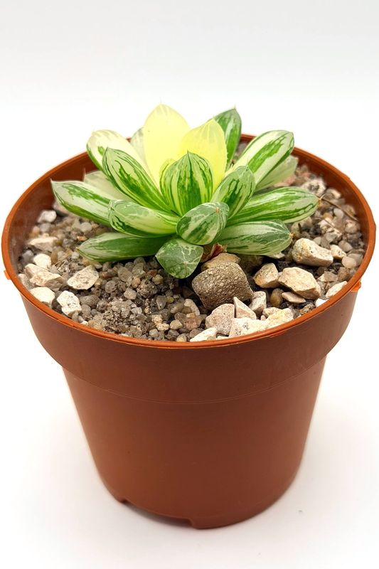 Haworthia Obtusa Variegated