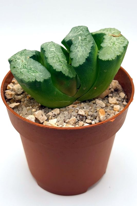 Haworthia 'Hokusai'