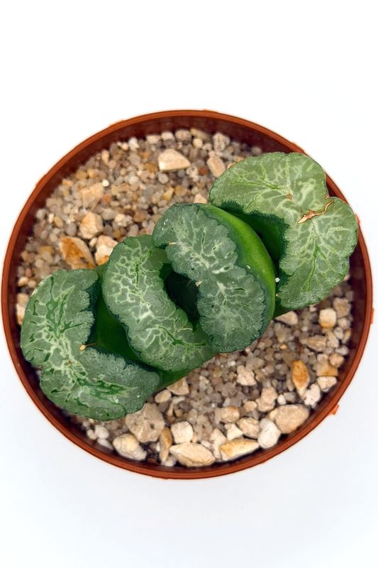 Haworthia 'Hokusai'