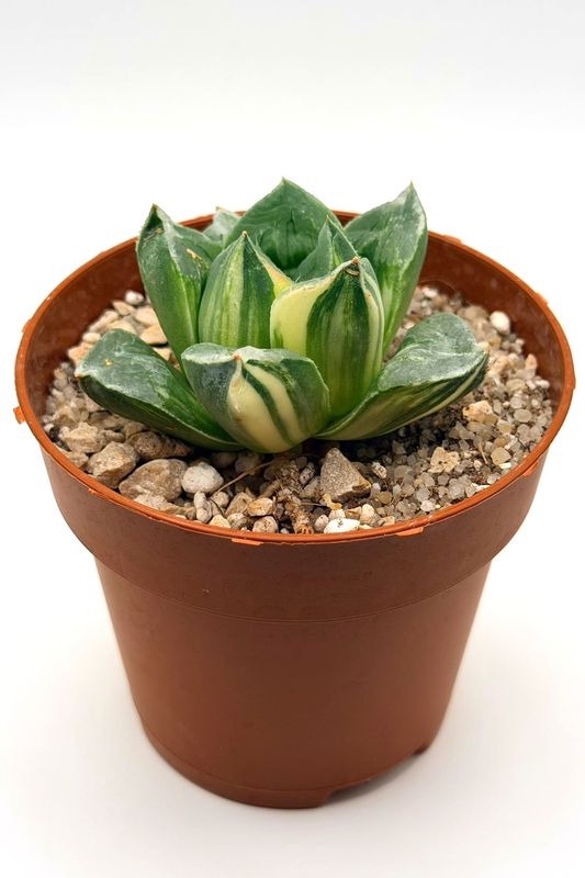Haworthia 'Moggica'