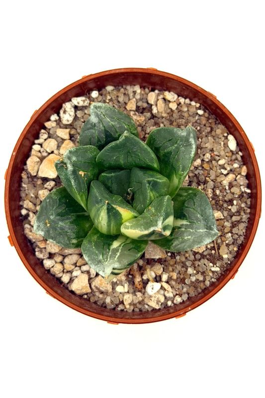 Haworthia 'Moggica'