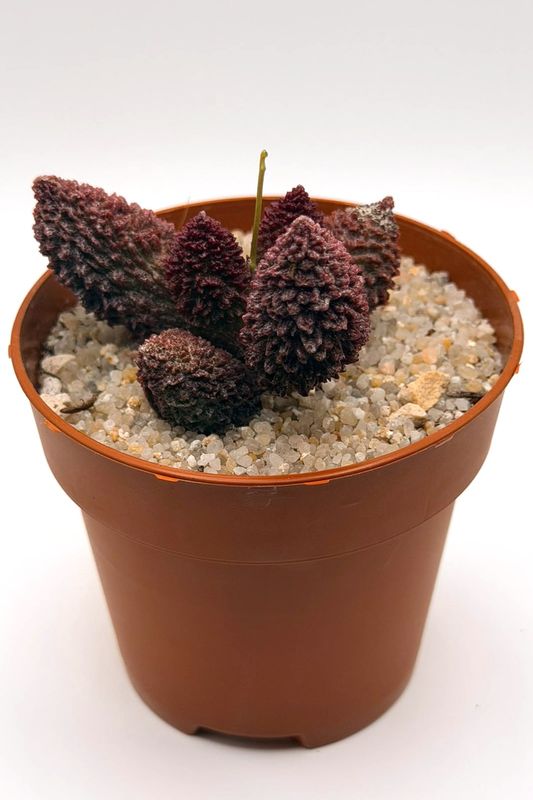 Adromischus Marianiae
