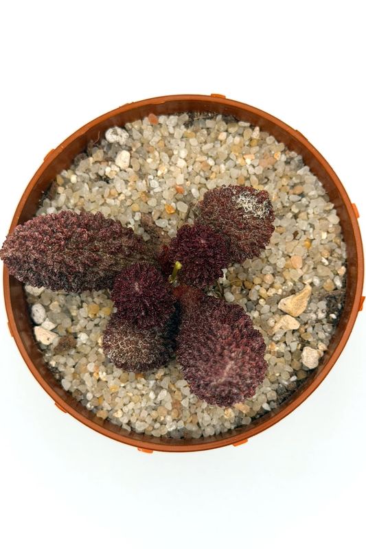 Adromischus Marianiae
