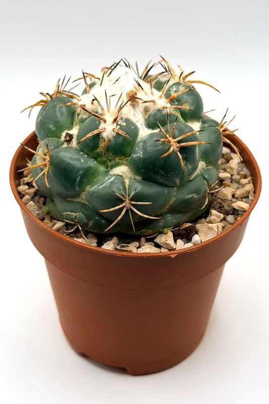 Coryphantha elephantidens