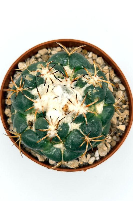 Coryphantha elephantidens