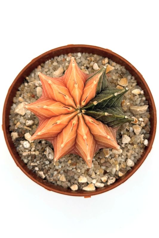 Gymnocalycium Mihanovichii Variegado