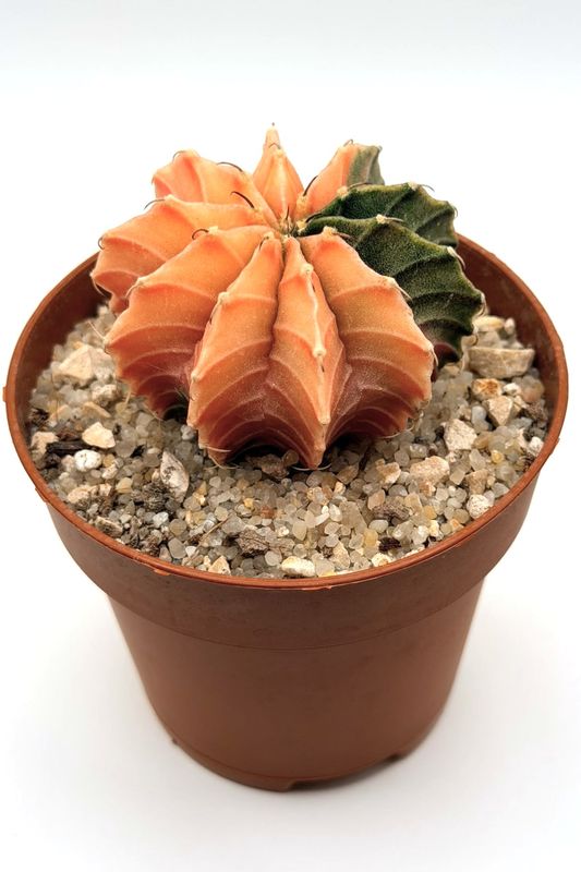 Gymnocalycium Mihanovichii Variegado