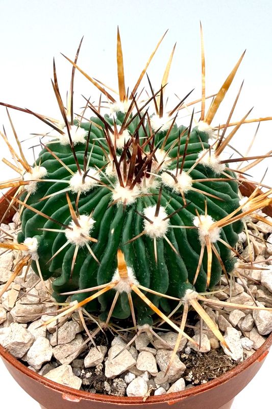 Echinocactus Multicostatus