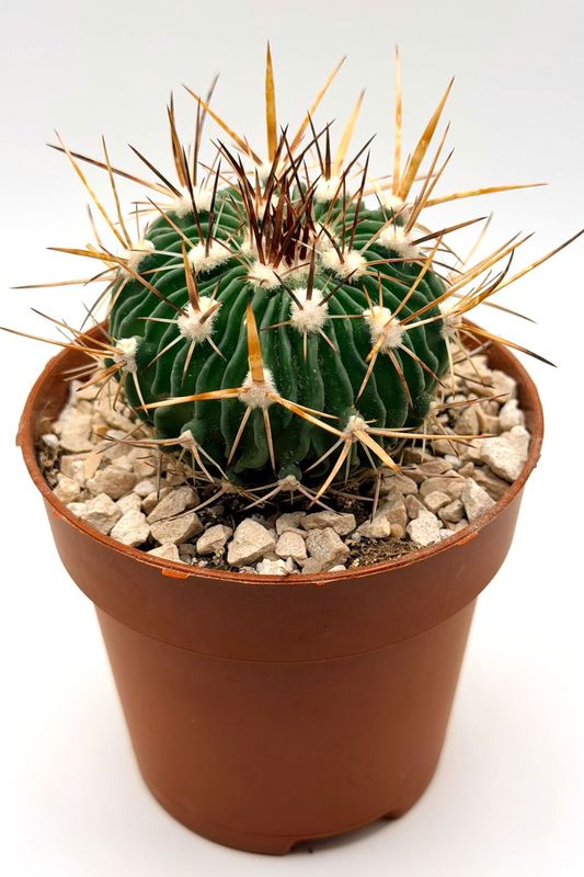 Echinocactus Multicostatus