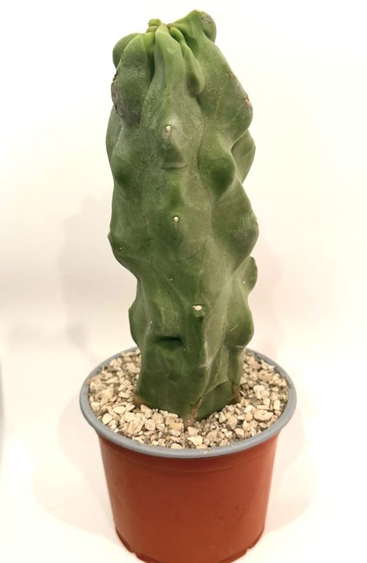 Lophocereus Schottii Monstruosus