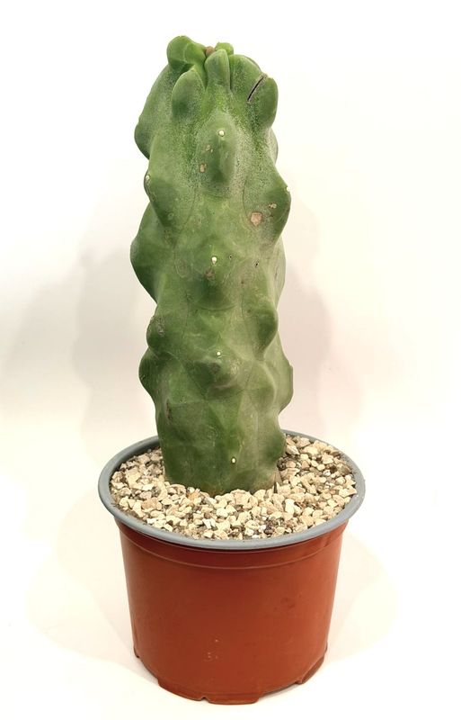 Lophocereus Schottii Monstruosus