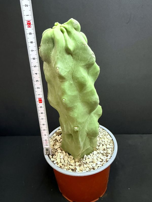 Lophocereus Schottii Monstruosus