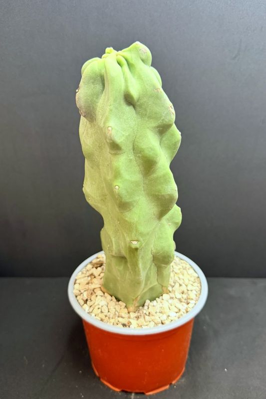 Lophocereus Schottii Monstruosus