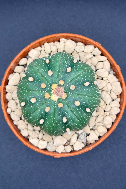 Astrophytum Asterias cv. Super Kabuto Star Shape