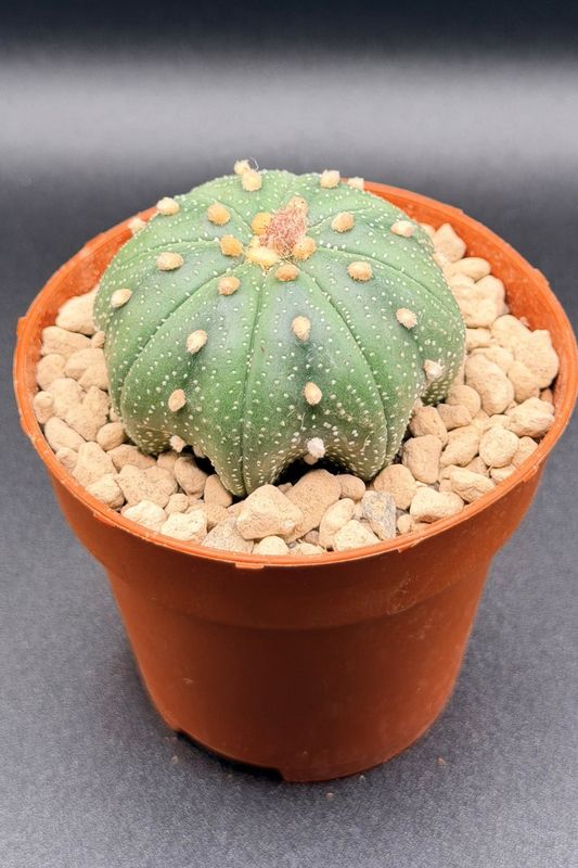 Astrophytum Asterias cv. Super Kabuto Star Shape