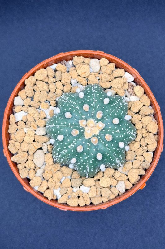 Astrophytum Asterias cv. Star Shape