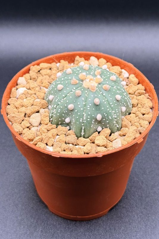 Astrophytum Asterias cv. Star Shape