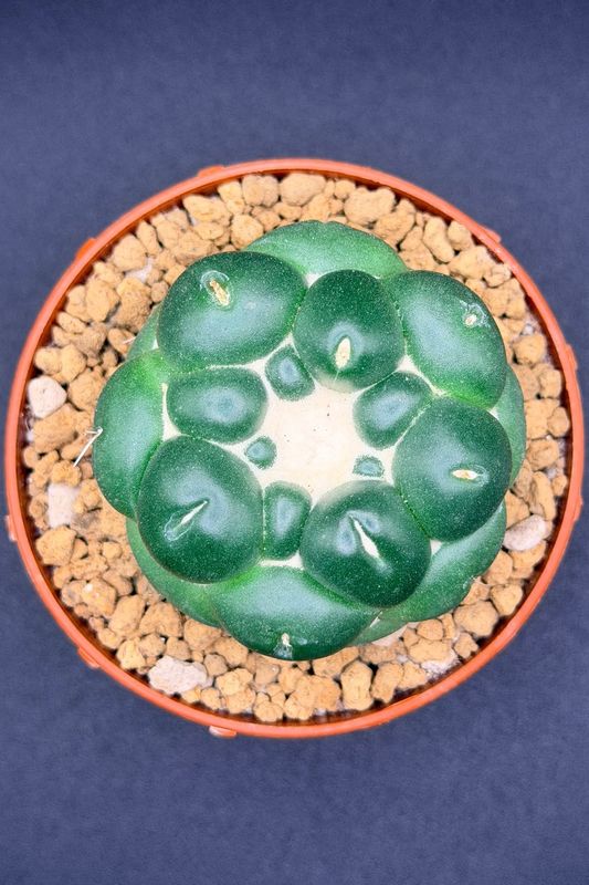 Coryphantha Elephantidens Inermis