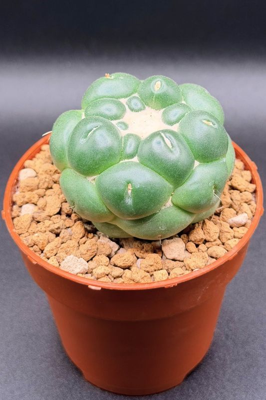Coryphantha Elephantidens Inermis