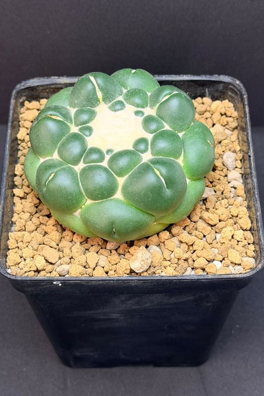 Coryphantha Elephantidens Inermis