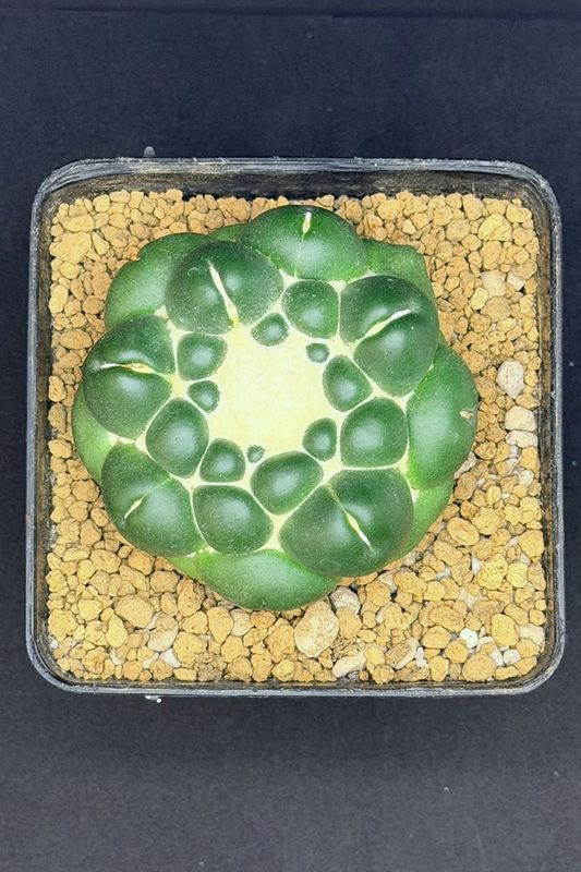 Coryphantha Elephantidens Inermis