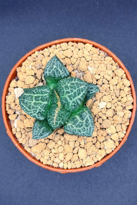 Ariocarpus fissuratus cv. 'Godzilla'