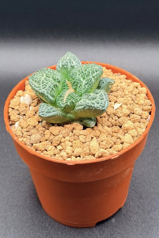 Ariocarpus fissuratus cv. 'Godzilla'